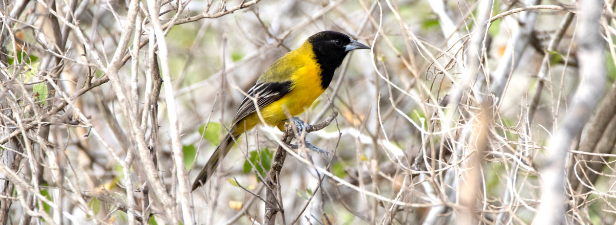 Audubon's Oriole in thorn scrub at Santa Ana NWR