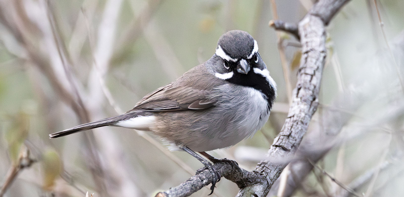 Black-throated Sparrow at Falcon State Park