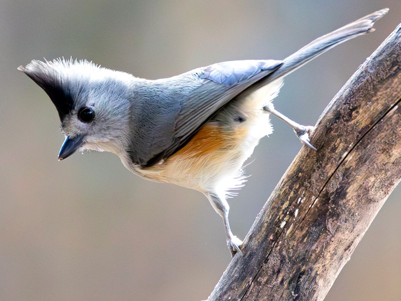 Black-crested Titmouse