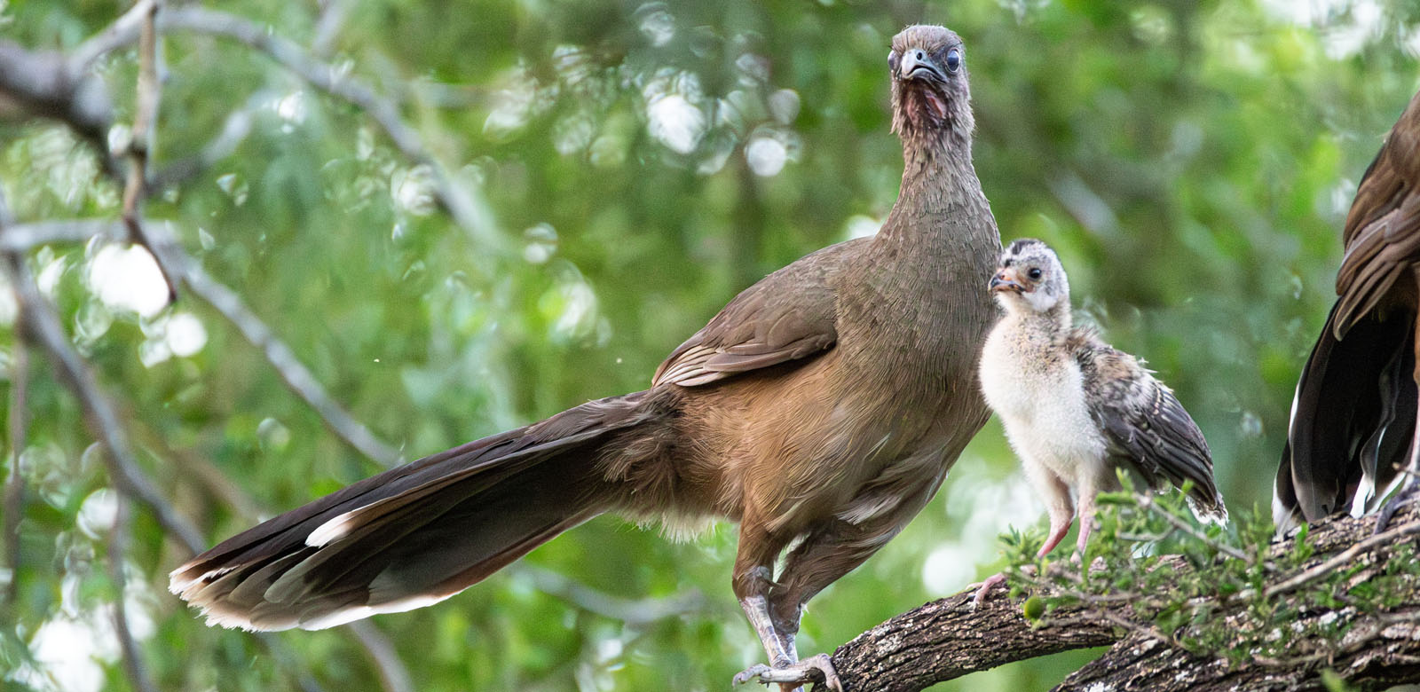Plain Chachalaca with chick in the Rio Grande Valley
