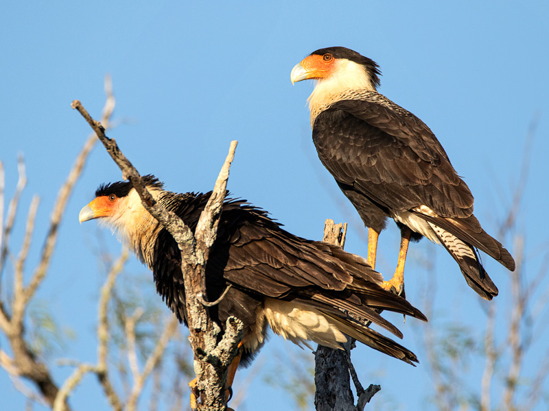 Crested Caracara