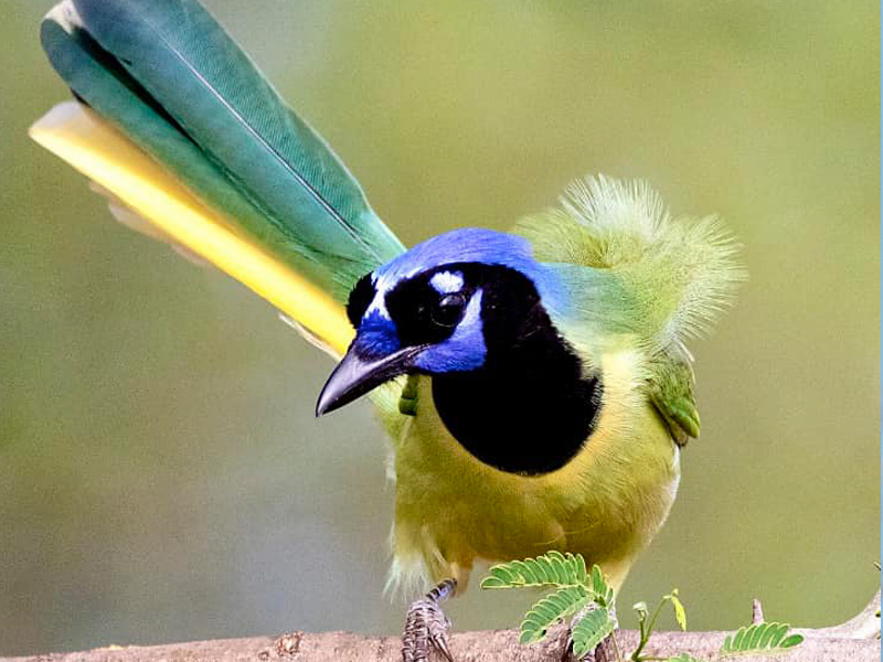 Green Jay
