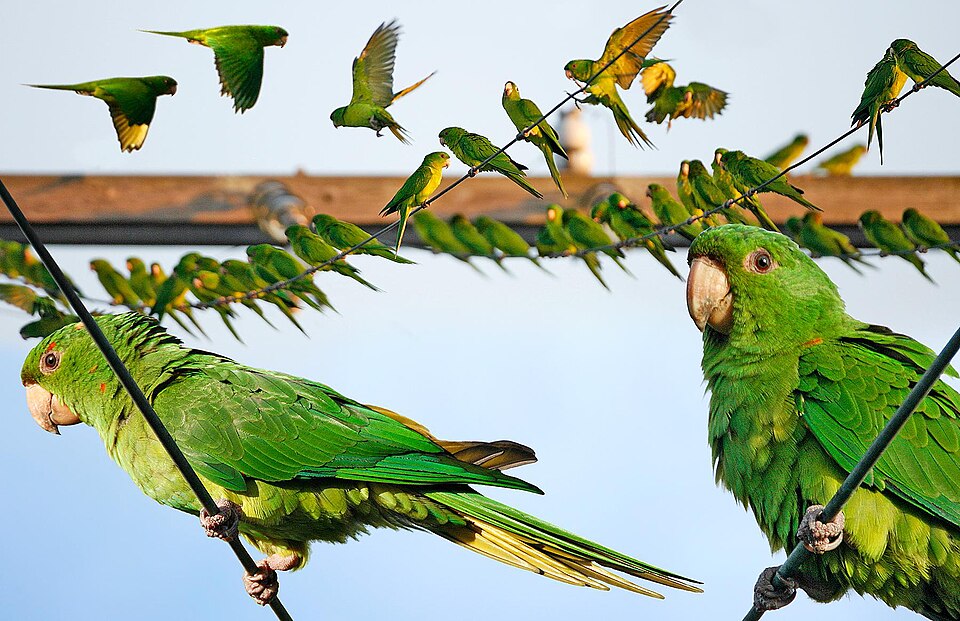 Green Parakeets roosting on power lines in the Rio Grande Valley, Texas
