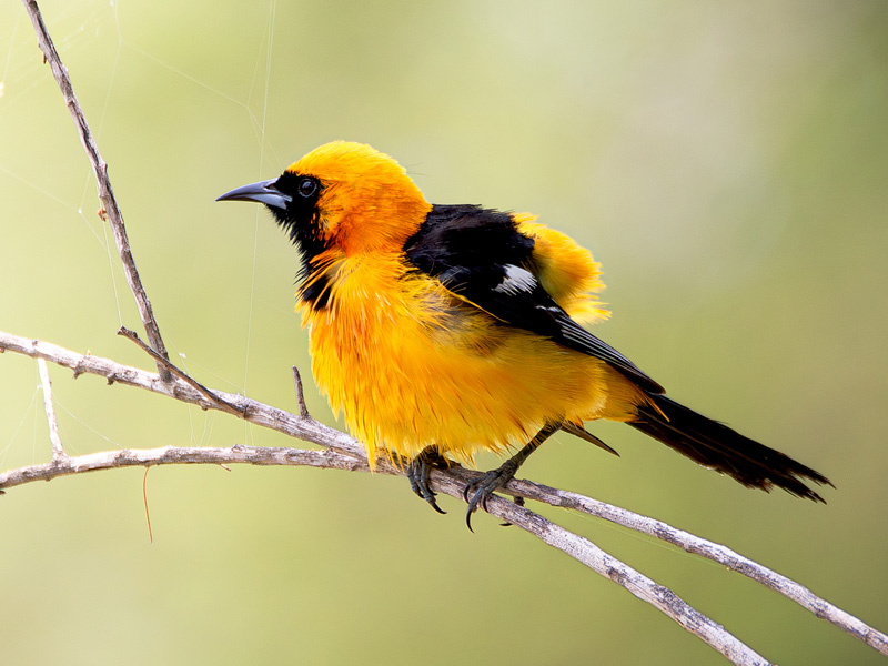 Hooded Oriole