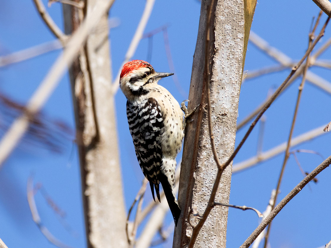 Best Hotspots for RGV Specialty Birds