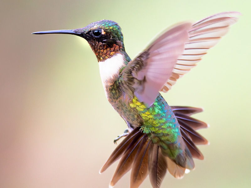 Ruby-throated Hummingbird