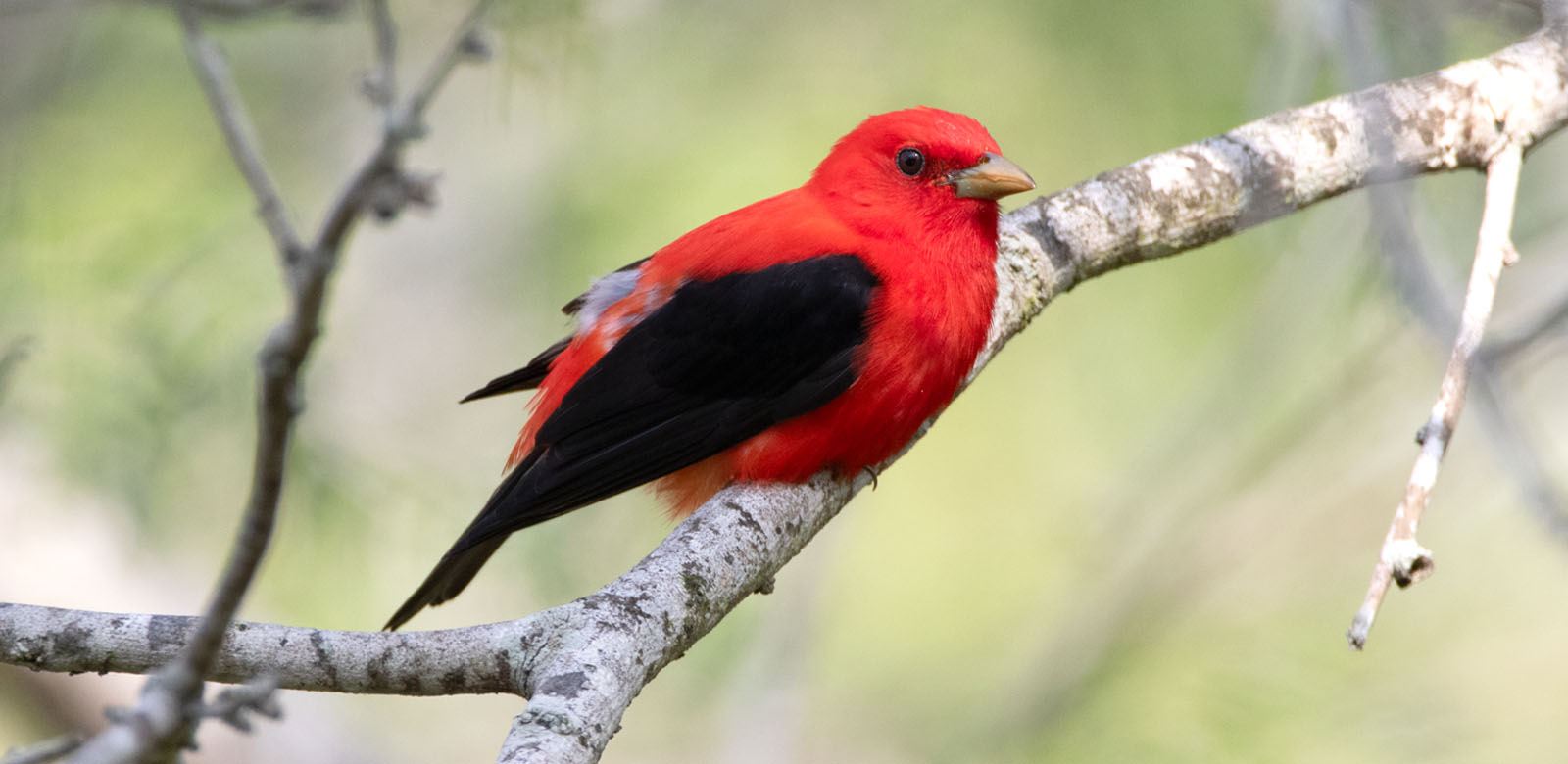Scarlet Tanager during spring migration at South Padre Island