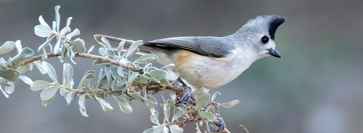 Black-crested Titmouse on a branch at Bentsen SP