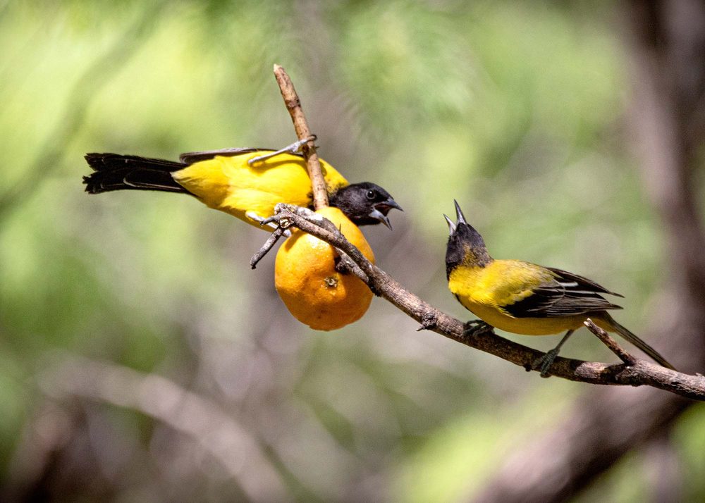 Audubon's Oriole feeding on an orange at Salineño Wildlife Preserve