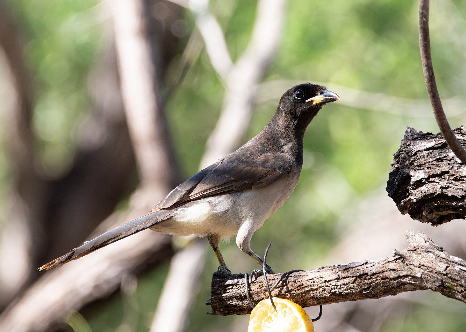 Brown Jay at the feeding station, Salineño Wildlife Preserve