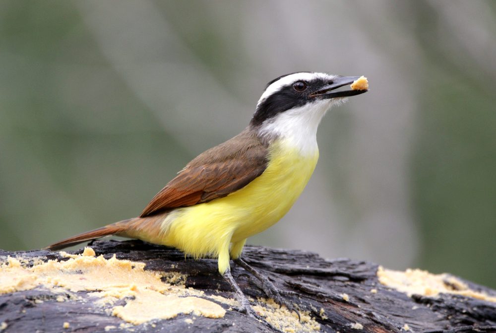 Great Kiskadee at the peanut butter mix feeding station, Salineño Wildlife Preserve