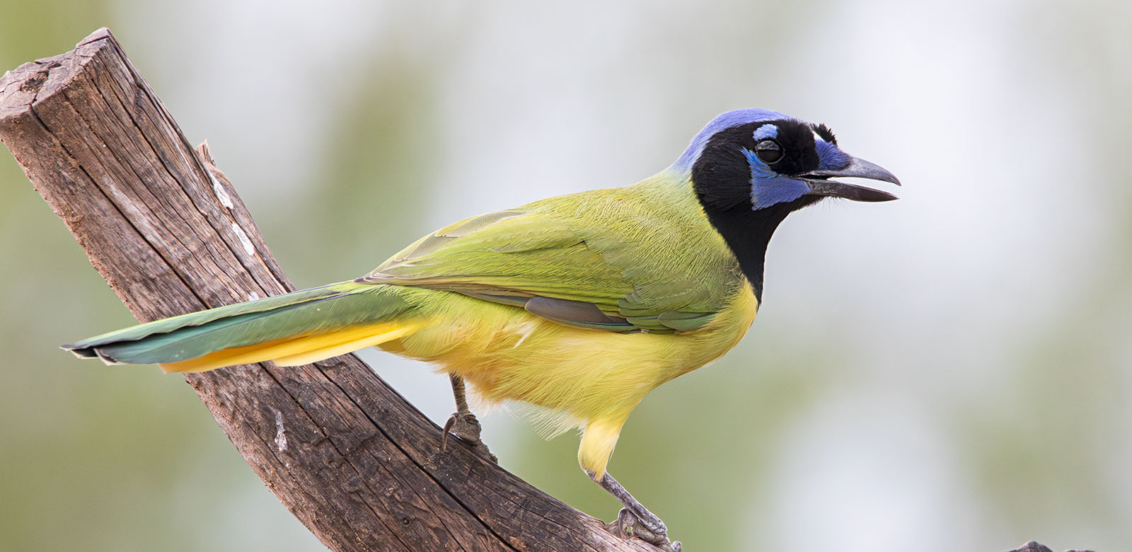 Green Jay — Top 25 RGV Specialty Birds