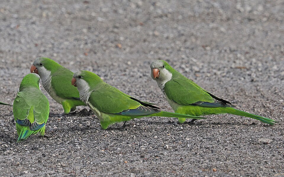 Monk Parakeets showing distinctive gray face and chest