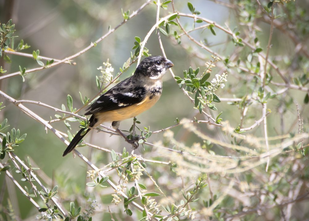Morelet's Seedeater in brushy habitat at Salineño Wildlife Preserve