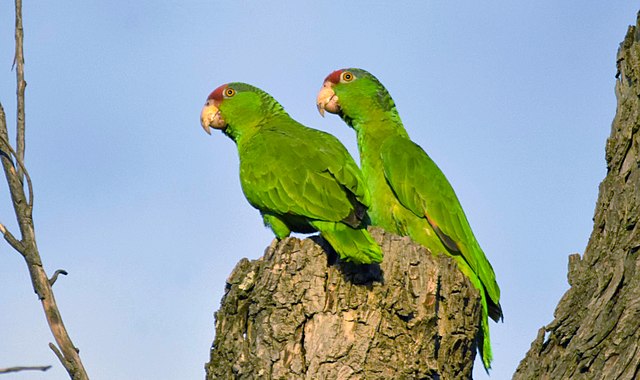 Red-crowned Amazon parrot in the Rio Grande Valley