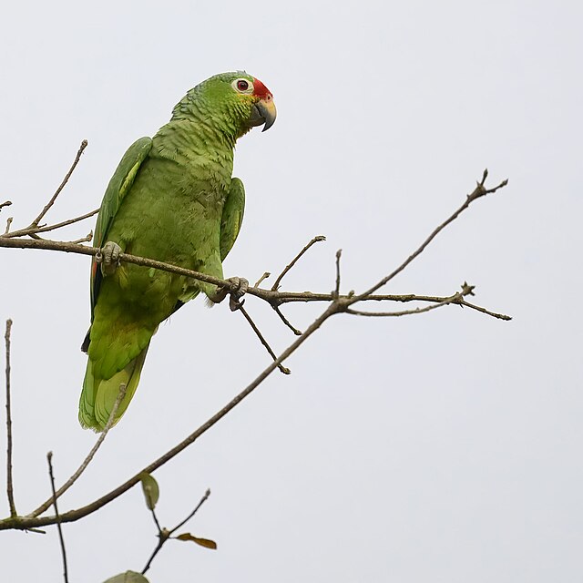 Red-lored Amazon perched on a branch, showing distinctive red forehead and lores