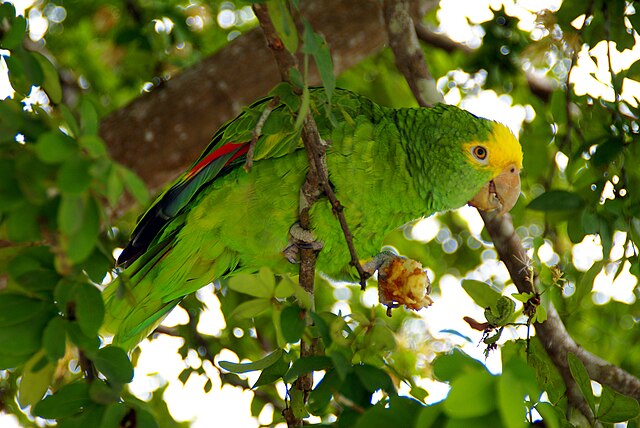 Yellow-headed Amazon feeding in a tree, showing distinctive yellow head